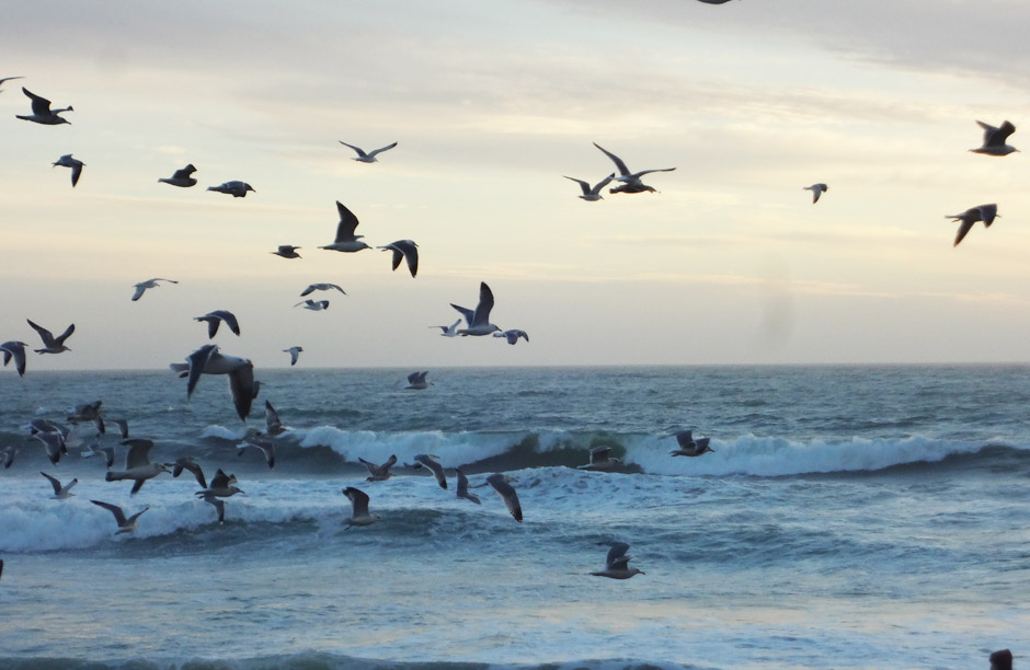Sea gulls