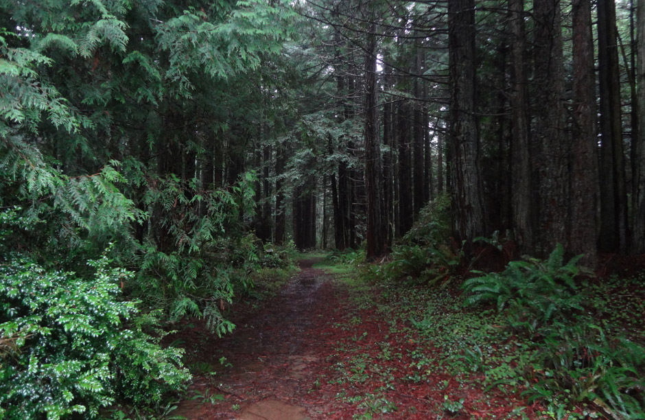 California redwoods
